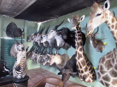 Eland giraffe etc.JPG