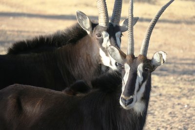 Sable close up.JPG
