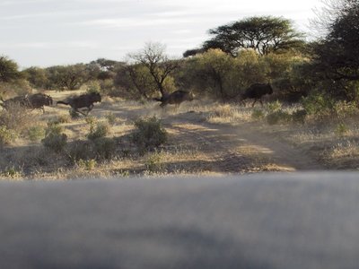 Wildebeest croosing.JPG