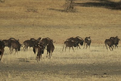Wildebeest run.JPG