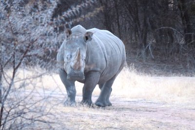 rhino 1.JPG