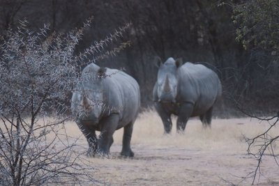 rhino 2.JPG