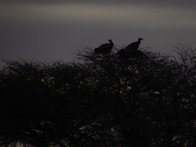 vulture sunset.JPG