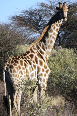 giraffe single.JPG