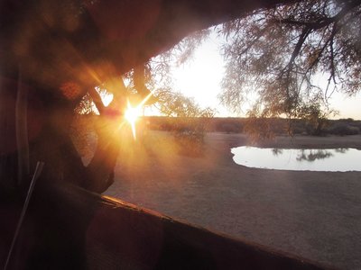 sunset on tree.JPG