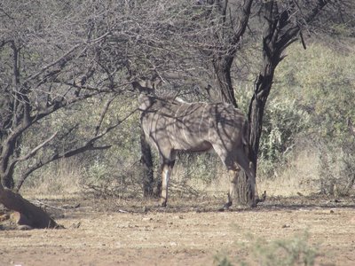 Grey Ghost.JPG