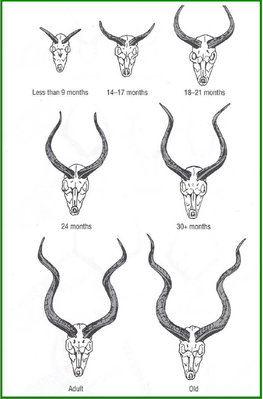 kudu estimate.jpg