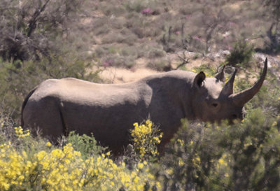 rhino-record.jpg
