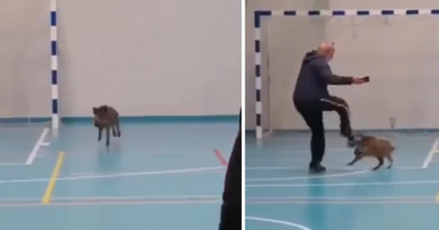 svinja 2.png