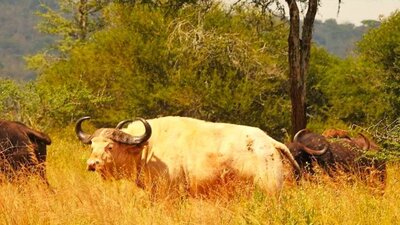 buffalo-white-2.jpg