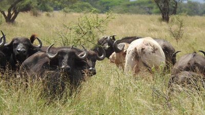 buffalo-white.jpg