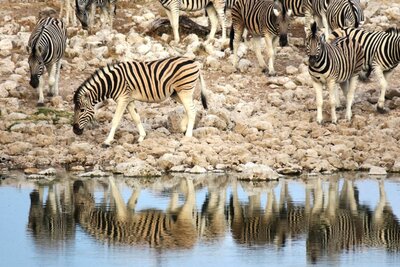 Zebra.JPG