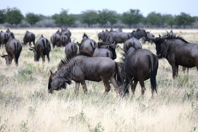 Blue Wildebeest herd.JPG
