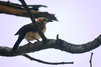 Bird.JPG