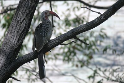 Hornbill.JPG
