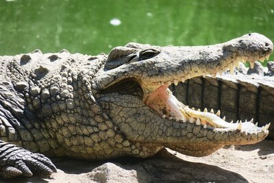 Croc 2.JPG