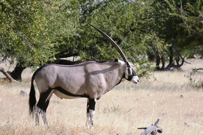 Oryx.JPG