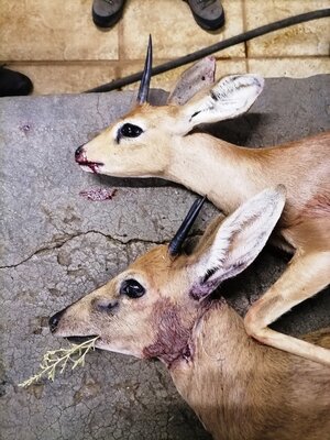 Steenbok and Duiker.jpg