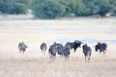 Black Wildebeest.JPG