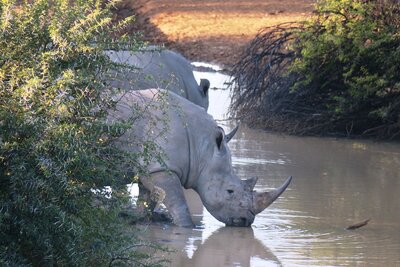 white rhino at waterhole.JPG