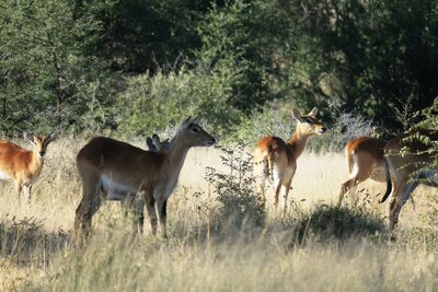 Red Lechwe.JPG