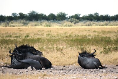 Blue wildebeest resting.JPG