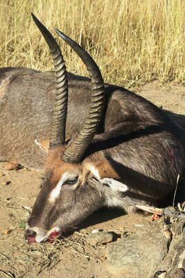 waterbuck.JPG