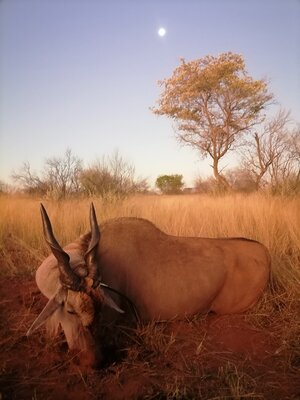 eland.jpg