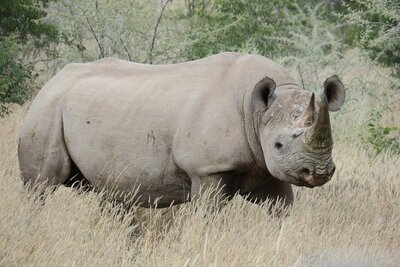 black rhino namibia 2022.JPG