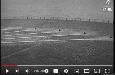 pigeon shooting.jpg