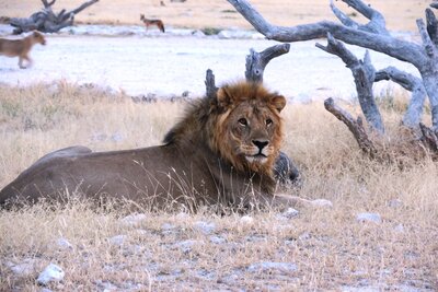 Lion at rest.JPG