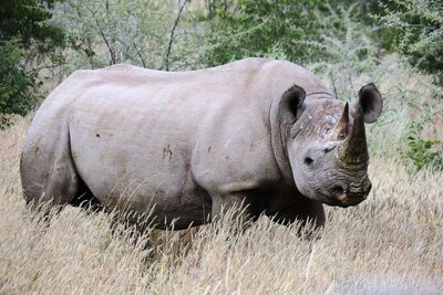 Black Rhino.JPG