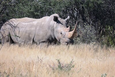 White Rhino.JPG