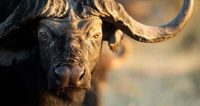 Buffalo - photo by huntershill safari 2.jpg