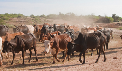 SAVANNAS-african-cattle.png