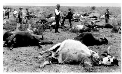 dead cattle 1900 namibia rinderpest.jpg