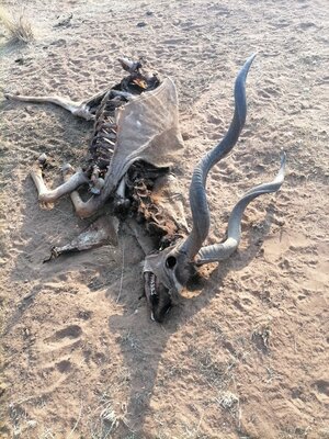 kudu.jpg