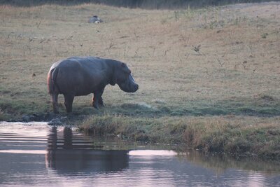 01 Hyppo at chobe.JPG