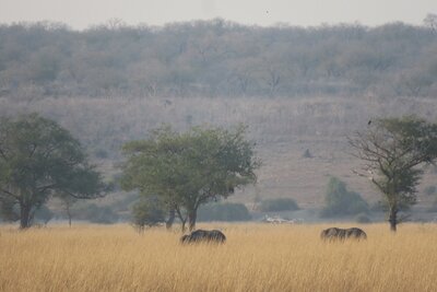 02 elephants in grass.JPG