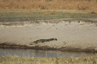 1 Croc.JPG