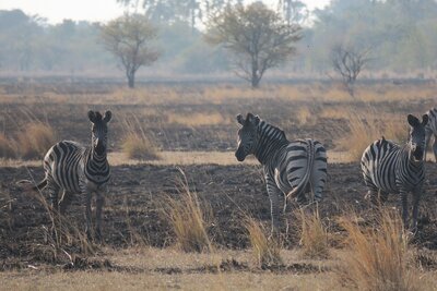 2 Zebra.JPG