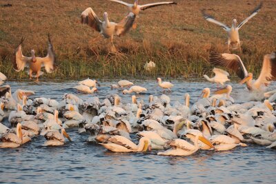 4 Pelicans 2.JPG