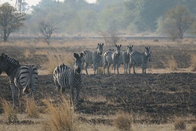 17 Zebra 2.JPG