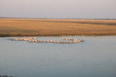 20 Pelicans.JPG