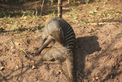 33 hotel mongoose.JPG