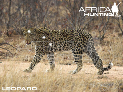 00 leopard perfect shot.jpg