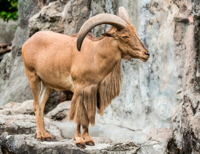 barbary-sheep-03.jpg