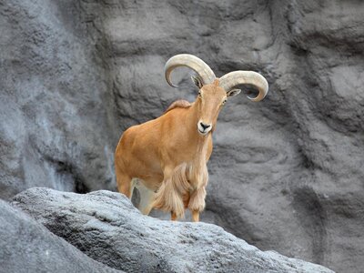 barbary-sheep-03.jpg