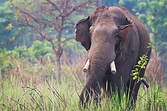 Dhurbe;_Wild_Asian_Elephant.jpg
