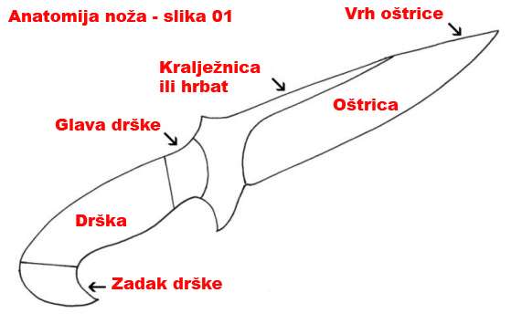 Anatomija nova 00.JPG